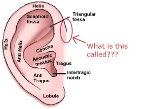 Diagram of the external parts of an ear